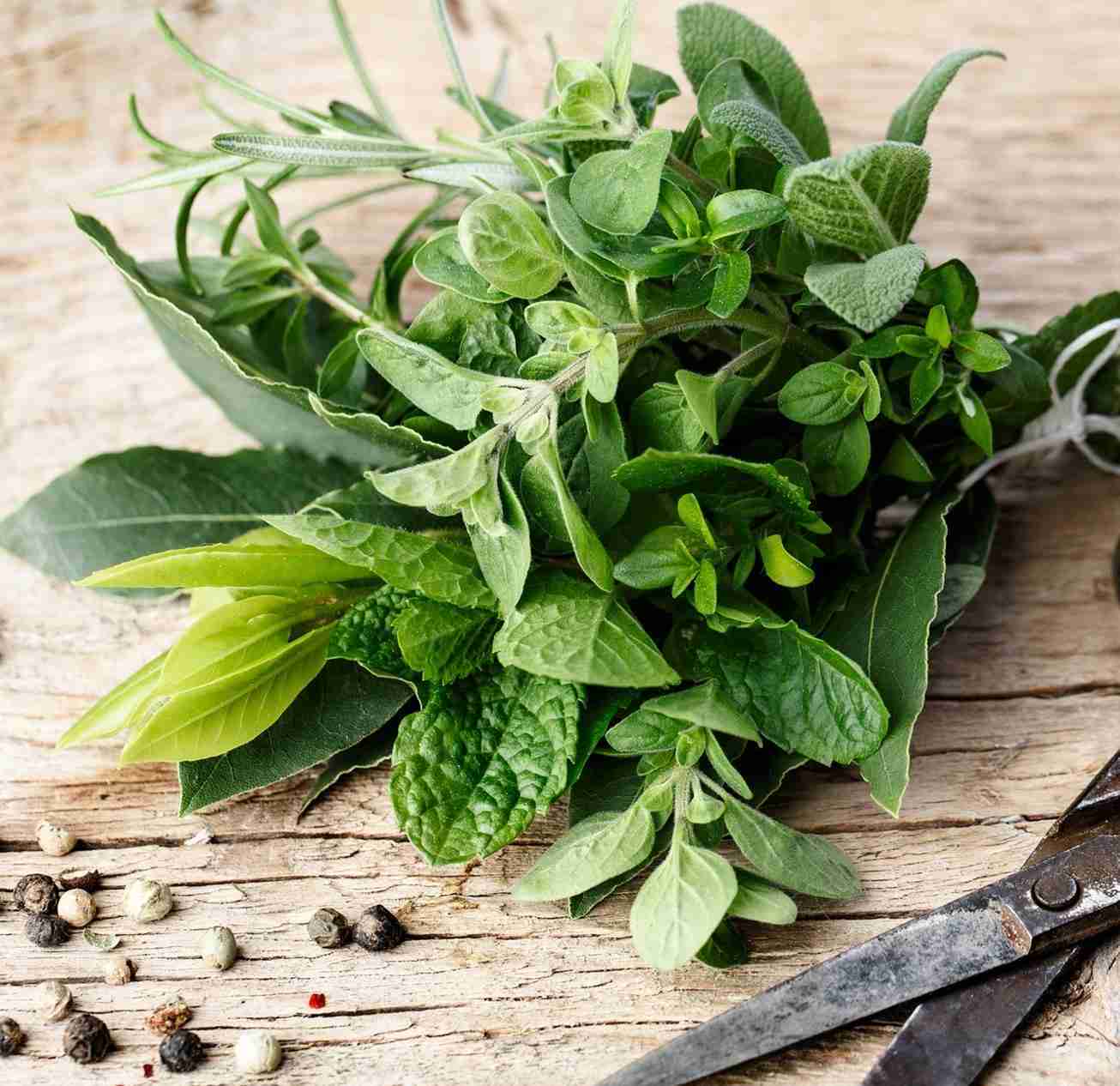 vie del gusto vivaio