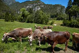 Dal prato al formaggio: la produzione agricola 2023